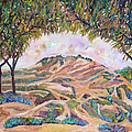Anemone Hill through the Eucalyptus