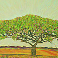 The silent presence of the acacia tree